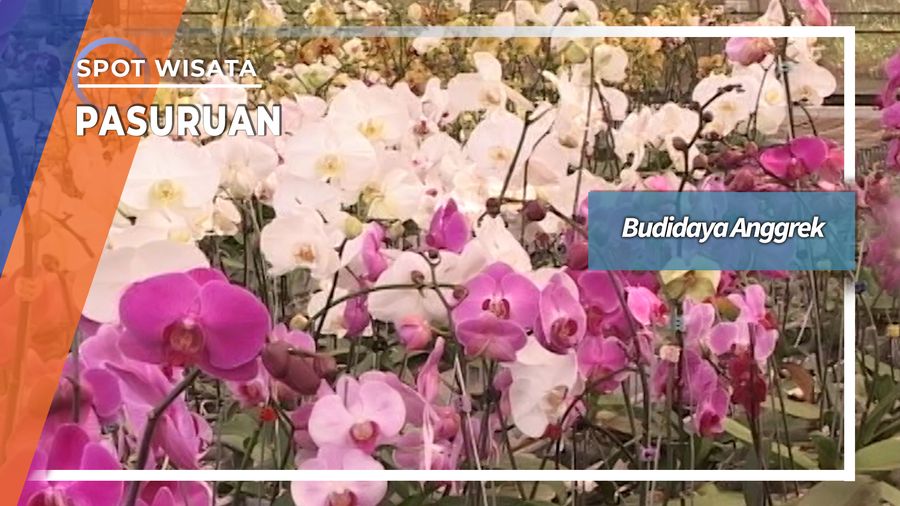 Budidaya Anggrek Bulan Lawang Pasuruan