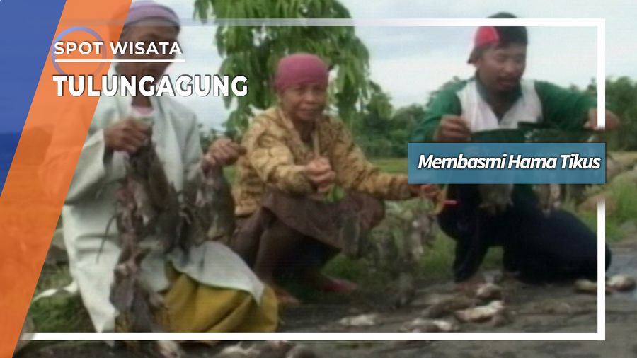 Membasmi Hama Tikus Tulungagung, Jawa Timur