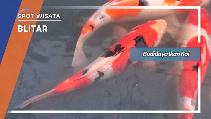 Budidaya Ikan Koi Blitar