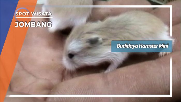 Budidaya Hamster Mini Desa Pesanggrahan Gudo Jombang