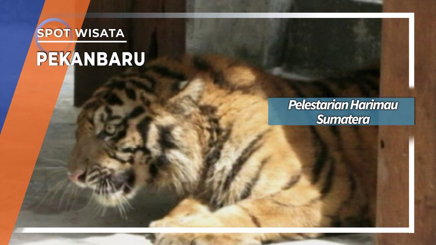 Pelestarian Harimau Sumatera Hutan Arboretum Siak Riau