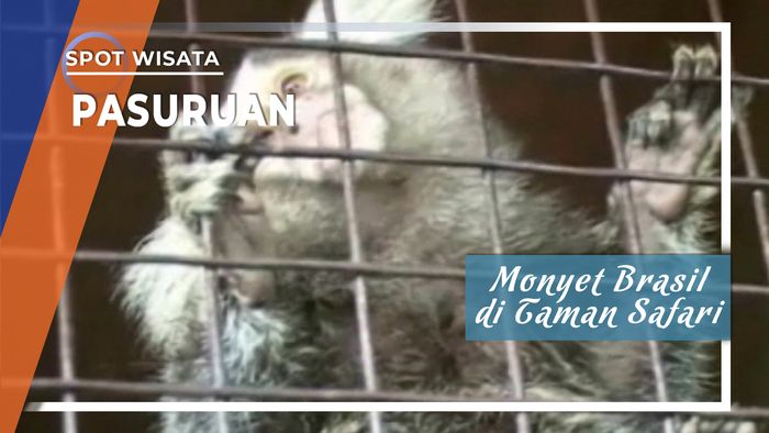 Primata Brasil Nan Kecil Dan Langka Di Prigen Pasuruan