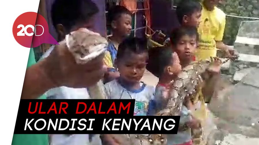  Lahap 5 Ayam Milik Warga, Ular Sanca 3 Meter Diciduk