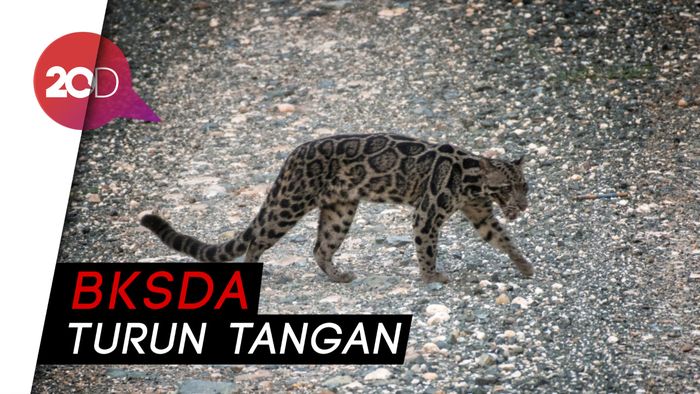 Macan Dahan Mati Ditembak Warga di Jambi Karena Meresahkan