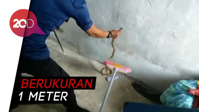 Aksi Damkar Kota Jambi Evakuasi Ular Kobra yang Masuk Rumah Warga