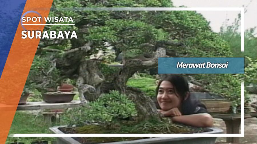 Hobi Koleksi Bonsai Surabaya