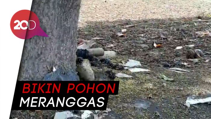 Ribuan Ulat Serang Pohon di Probolinggo
