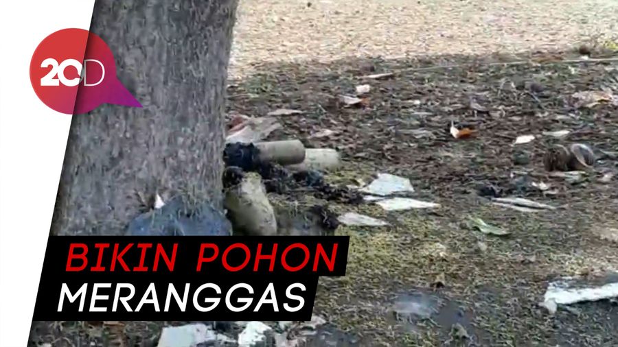 Ribuan Ulat Serang Pohon di Probolinggo