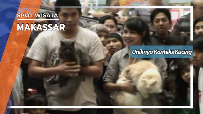 Uniknya Kontes Kucing Makassar, Sulawesi Selatan