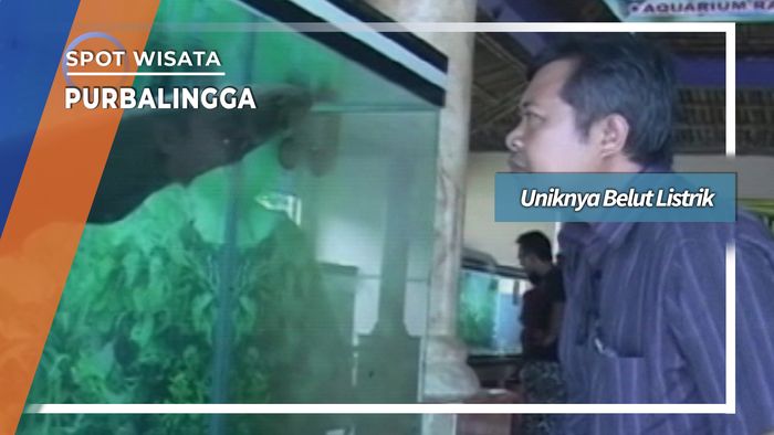Uniknya Belut Listrik Purbalingga, Jawa Tengah
