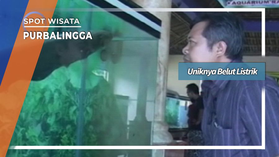 Uniknya Belut Listrik Purbalingga, Jawa Tengah