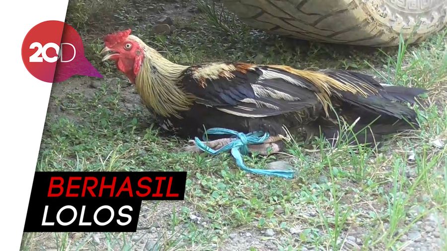 Digerebek, Pejudi Sabung Ayam Kabur Nyebur ke Sungai