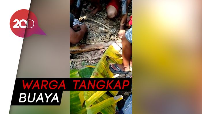 Kemunculan Seekor Buaya di Sidoarjo Bikin Heboh Warga