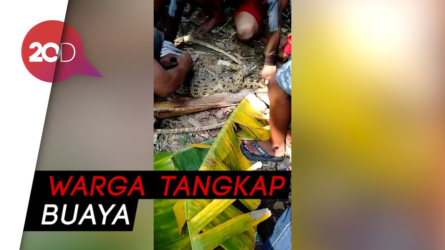 Kemunculan Seekor Buaya di Sidoarjo Bikin Heboh Warga