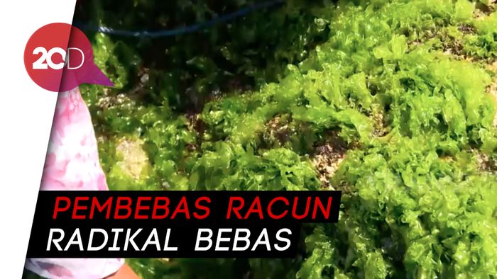 Pizza Selada Laut, Hidangan Sehat dan Antimainstream