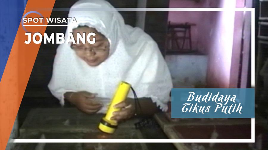 Budidaya Tikus Putih, Jombang