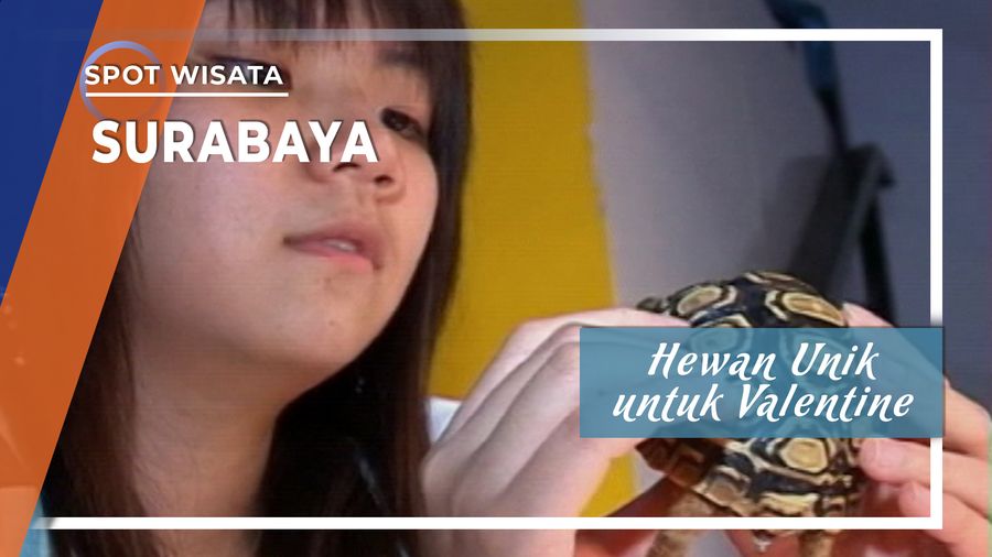 Hewan Unik untuk Valentine, Surabaya