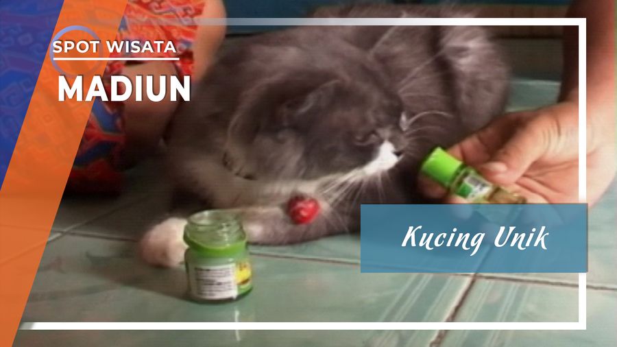 Kucing Unik, Madiun