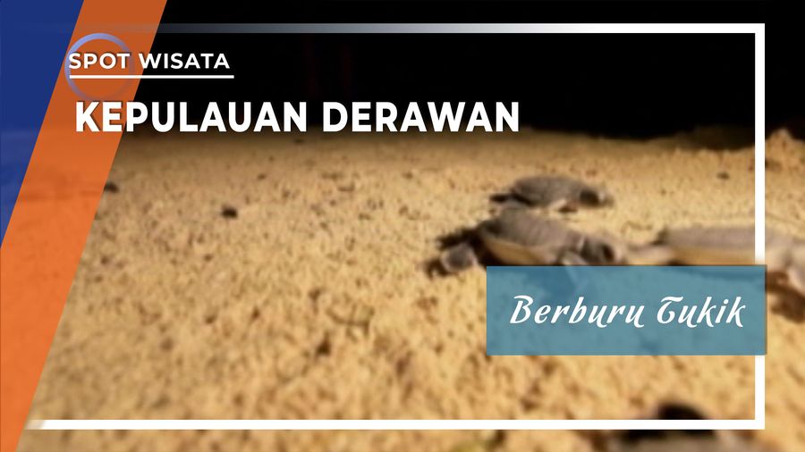Berburu Tukik, Kepulauan Derawan