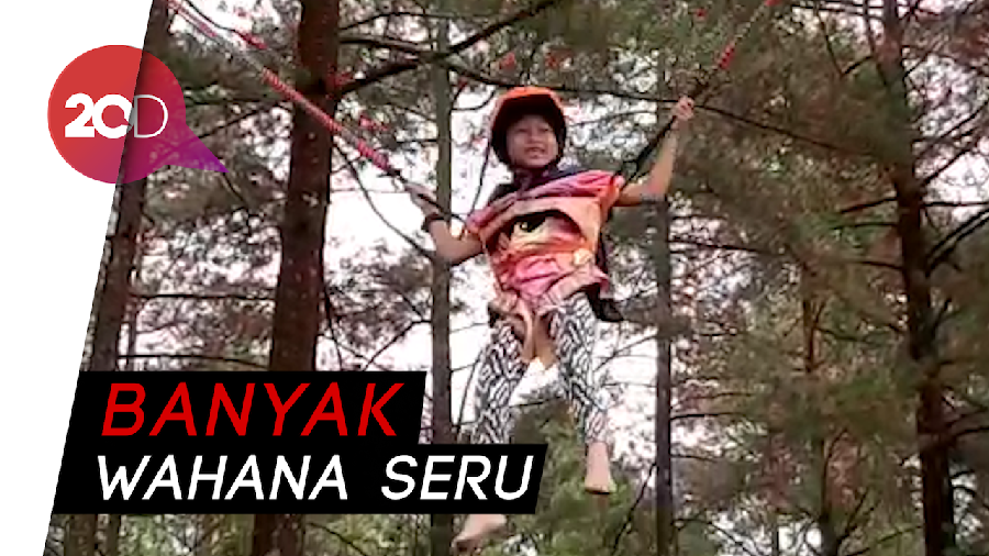 Asyiknya Libur Tahun Baru di Hutan Pinus Limpakuwus