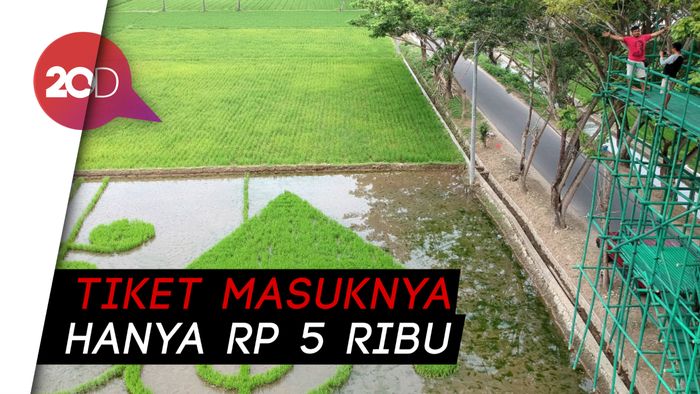 Unik! Gorontalo Punya Sawah Berpola Not Balok Musik
