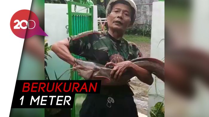Wow! Warga Depok Temukan Lele Jumbo Saat Banjir