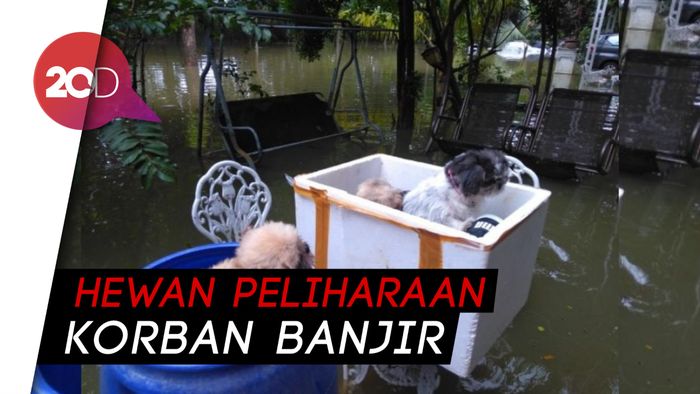 Aksi Heroik Penyelamatan Hewan Peliharaan Korban Banjir