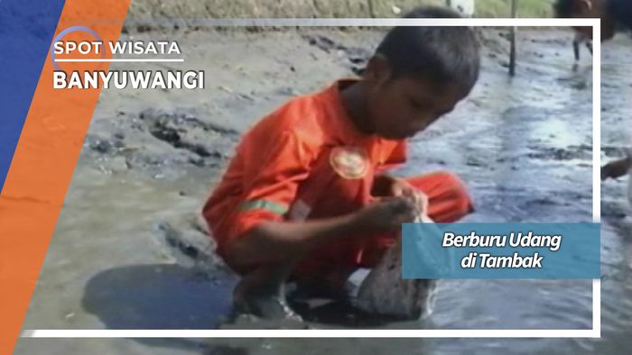 Berburu Udang di Tambak Desa Wringin Banyuwangi
