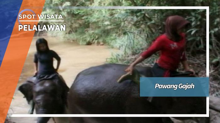 Pawang Wanita Gajah Sumatera Di Taman Nasional Tesso Nilo