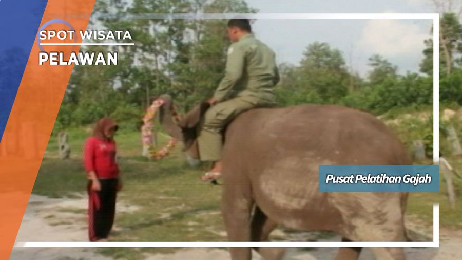 Pusat Pelatihan Gajah Sumatera Taman Nasional Tesso Nilo Riau