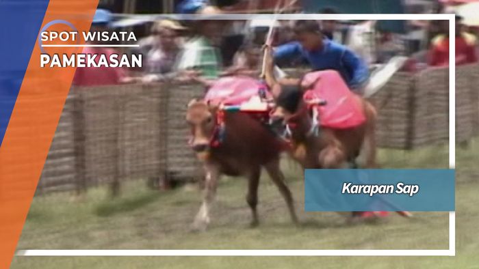 Karapan Sapi Stadion Sunarto Pamekasan