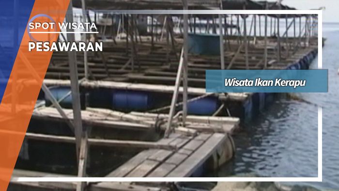 Wisata Ikan Kerapu Pulau Balak Pesawaran Lampung