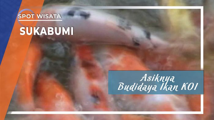 Budidaya Ikan Koi Cibaraja Cisaat Sukabumi
