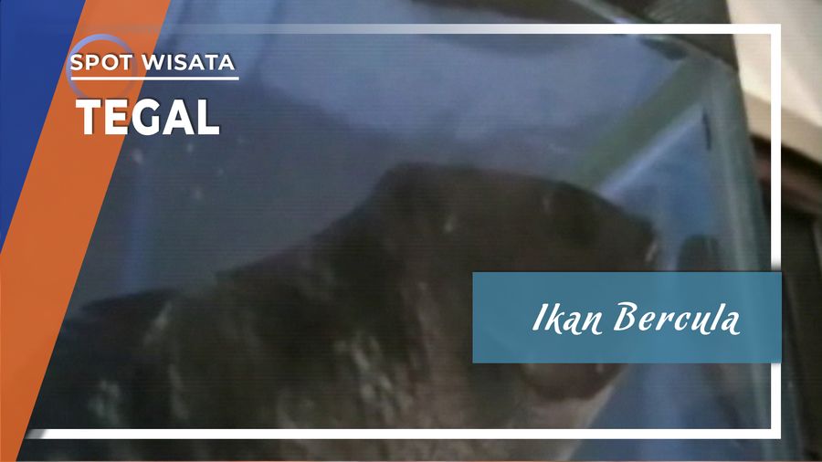 Ikan Mujair Unik Bercula Desa Randugunting Tegal Selatan