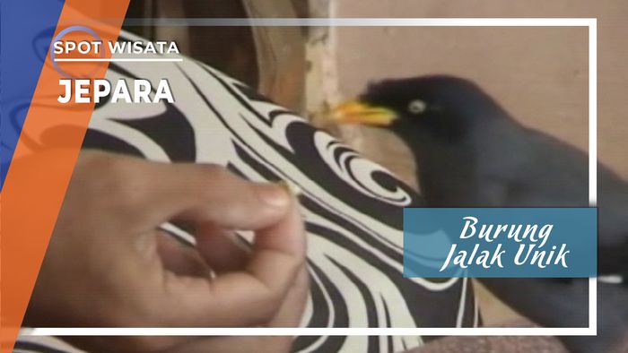 Burung Jalak Unik Desa Kuwasen Jepara