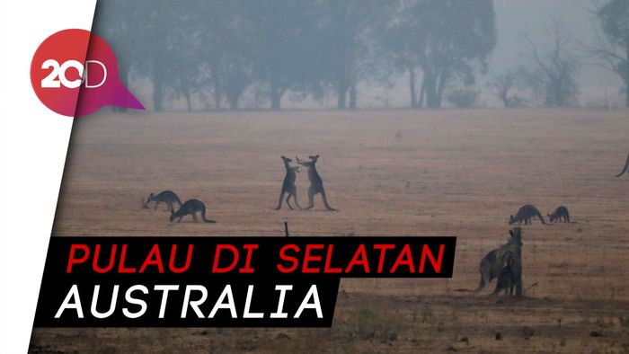 Kerusakan Parah di Pulau Kanguru Akibat Kebakaran Hutan