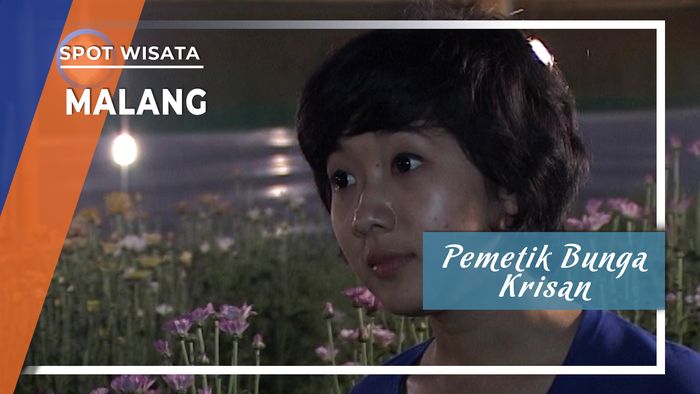 Pemetik Bunga Krisan Malang Jawa Timur