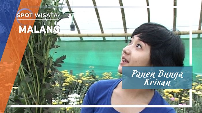 Panen Bunga Krisan Malang Jawa Timur