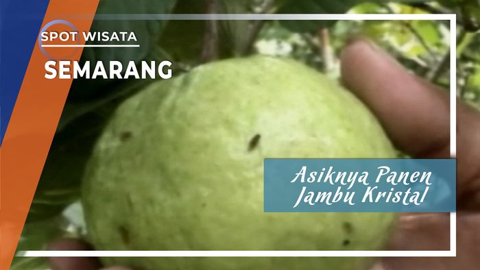 Panen Jambu Kristal Desa Pongangan Gunungpati Semarang