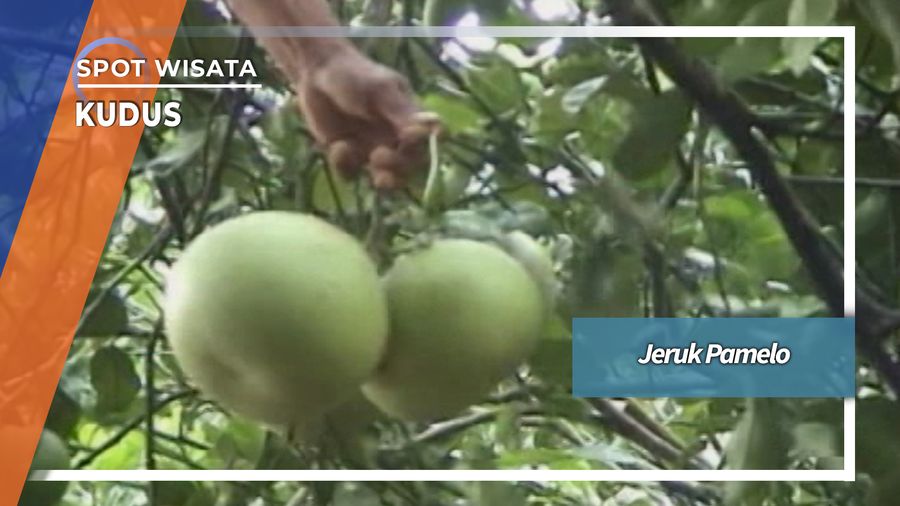 Jeruk Pamelo Desa Japan Dawe Kudus