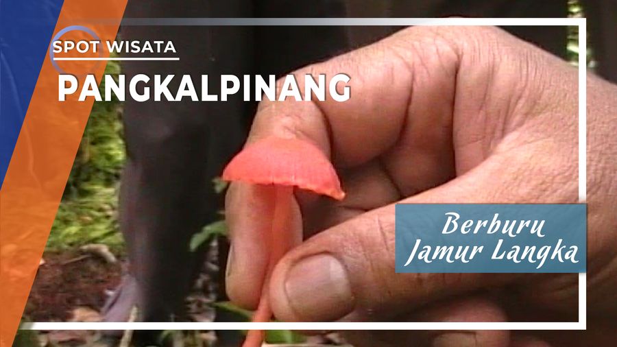 Jamur Langka Hutan Lindung Pelawan Pangkalpinang Bangka