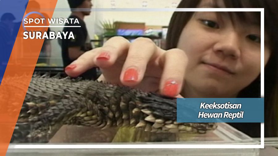 Keeksotisan Hewan Reptil, Surabaya