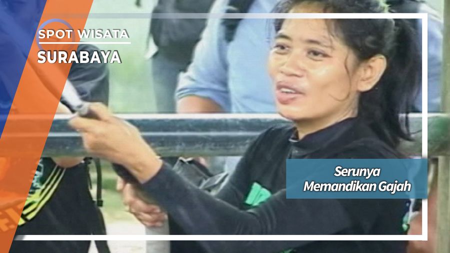 Serunya Memandikan Gajah, Surabaya
