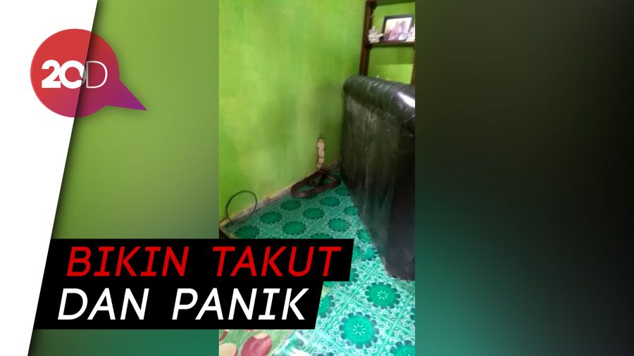 Warga Sigi Digegerkan dengan Kemunculan Ular Kobra