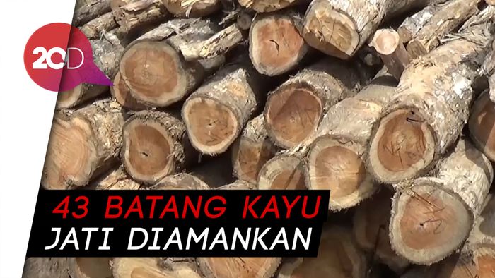 Polisi Tangkap Komplotan Pelaku Pembalakan Liar di Banyuwangi
