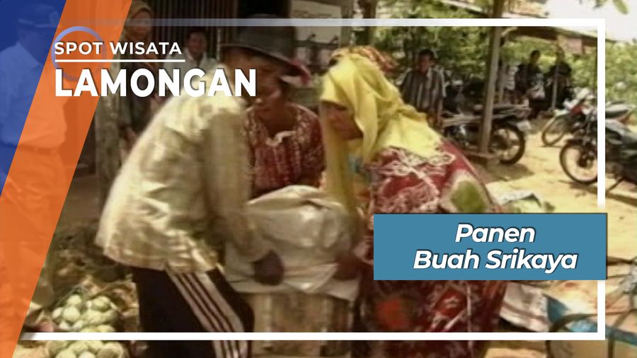 Panen Buah Srikaya, Lamongan