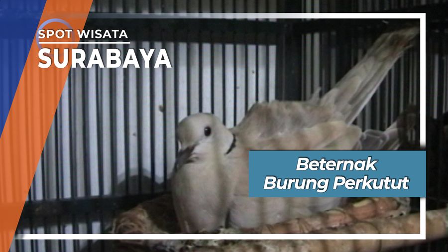 Beternak Burung Perkutut, Surabaya