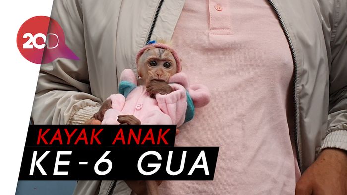 Pelihara Bayi Monyet, Irfan Hakim Anggap Seperti Anak Sendiri