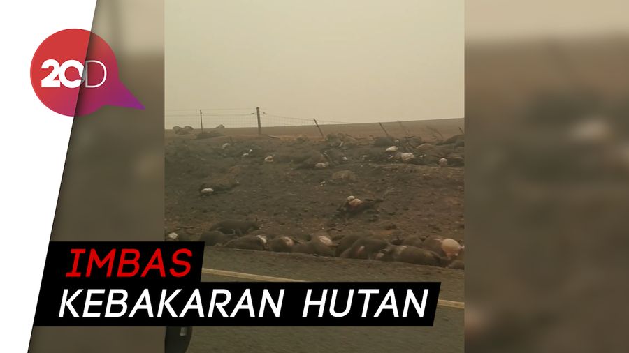 Ratusan Bangkai Hewan Terpanggang Akibat Kebakaran di Australia