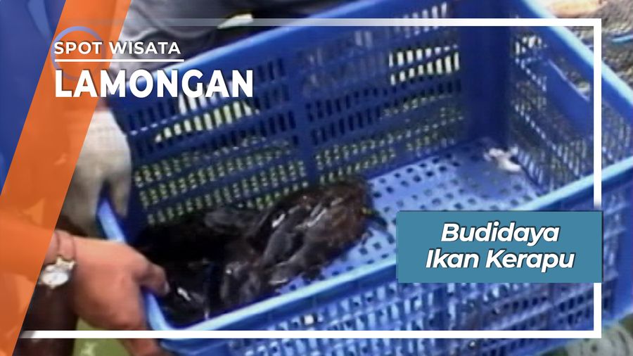 Budidaya Ikan Kerapu, Lamongan